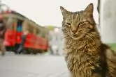 Film o kotach, który podbił świat. Zobaczcie zwiastun